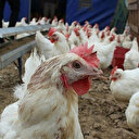 Hayvan öldürülmeden üretilen kültür etine dünyadaki ilk onay Singapur'dan geldi