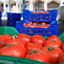 Rusya'ya domates ihracında kota 199,3 bin tonu buldu, siparişler durduruldu