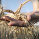 Pandemi sonrası için kıtlık uyarısı: Buğday ihracatına limit ve yasaklar geliyor