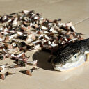 Kuyruğu 5 lira ödemeli balon balığı kuyruğu teslimatı başladı: Poşetimde 400 adet balon balığı kuyruğu var