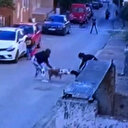 Ataşehir'de pitbull dehşeti: İki köpek yavrularını korumaya çalışan kediye saldırdı