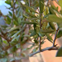 Zeytin yaprağı çayı hastanelerde