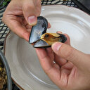 İzmit Körfezi'nde kaçak toplanan midye için kritik uyarı: Zehirli kimyasallar var