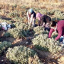 Koronavirüs ilgiyi artırdı çiftçiler ürün yetiştiremiyor: Alıcı bulabilirsek 8 bin TL'ye satıyoruz