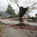Antalya'daki şiddetli yağışa 500 yılık çınar ağacı da dayanamadı