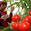 Rusya Türkiye’den domates ithalatını arttırma kararı aldı