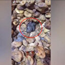 Sosyal medya bu görüntülerle çalkalanıyor: Farelerle dolu kuru incir deposu mide bulandırdı