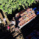 Greyfurta koronavirüs dopingi: Talep patlaması yaşanıyor, yetiştiriciler memnun