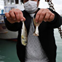 Balıkçıların talebi: Balon balığının diğer türlerine de kuyruk parası istiyoruz