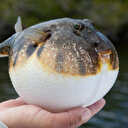 Balon balığı 180 bin lira kazandırdı: 24 günde 36 bin tane yakaladılar