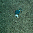 Denizin dibinde yok yok: En tuhafı ise kısmet açmak için atılan kilit