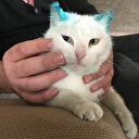 Sokakta yaşayan kedi kulakları kesik halde bulundu