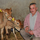 Yeni yılın ilk buzağılarına koronavirüs aşısını bulan Uğur Şahin ve Özlem Türeci'nin isimlerini verdi