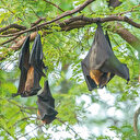 Yeni kabus nipah virüsü mü?