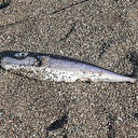 Sahile vurdular: Balıkçılar avlayıp denize atmışlar