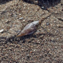 Balıkçılarının avlayıp denize attığı ölü balon balıkları sahile vurdu