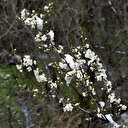 Meteoroloji'den 4 il için "zirai don" uyarısı