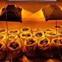 Evindeki saksılarda kenevir yetiştirdi