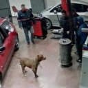 Dükkana başıboş pitbull girdi: İBB 'Birinizi ısırmadan alamayız' dedi