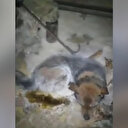 Mucize kurtuluş: Eksi 54 derecede buz tutan köpek hayata döndürüldü