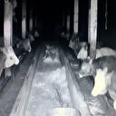 Kayseri depreminde ineklerin paniği kamerada