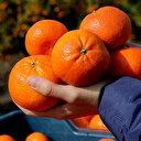 Bahçe ile market arasında uçurum var: Kilosu 10 liraya kadar çıkıyor