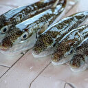 Kaş'ta balon balığı zehirlenmesi iddiası: Sağlık Bakanlığı inceleme başlattı