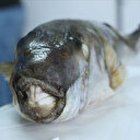 Balon balığı yiyen kaptan öldü: 4 denizci hastanelik oldu