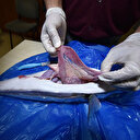 Balon balığının midesinden avlandığı balıkların kılçığı çıktı