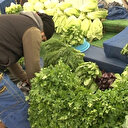 Yoğun kar yağışı sebze fiyatlarını artırdı