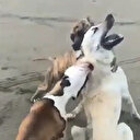 Yine pitbull dehşeti: Sokak köpeğine saldıran pitbull köpeklerinin sahibine 20 bin 868 lira ceza