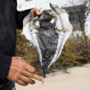 Dikkat çeken öneri: Balon balığının derisi cüzdan yapılsın