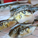 Siyanürden bin 200 kat zehirli balon balığı tezgaha da zarar verdi