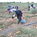 Bakanlıktan patates ve soğan açıklaması: Kısıtlama yok
