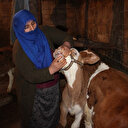 Eski hükümlü devlet desteğiyle büyükbaş hayvan sahibi oldu