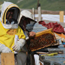 Kilosu bin lira: 'Coğrafi işaret' tescili alan Anzer balında 'taklit' uyarısı
