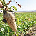 Şekerde ‘tatlı’ rekor