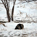Köpek ölen köpeğin başından saatlerce ayrılmadı