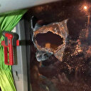 GZT Giresunspor takım otobüsü Samsun'da taşlı saldırıya uğradı: Eren Tozlu yaralandı