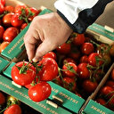 Rusya'dan 'Türkiye' teklifi: 300 bin tona çıkarılacak