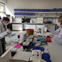 Uzmanlar araştırdı çarpıcı sonuçlar ortaya çıktı: Bileşik mutasyonlara rastladık