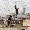 Lübnan çekirge istilası ile karşı karşıya