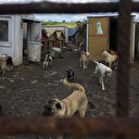 Konteynerlerden yüzlerce köpek çıktı: Uygunsuz koşullarda 250 köpeğin bulunduğu ruhsatsız barınak mühürlendi