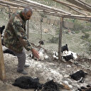 Sokak köpekleri ahıra saldırdı: 20 keçi telef oldu, 21 keçi yaraladı