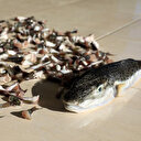 'İstilacı balon balığı'nın kuyruk teşviki: Balıkçıların yüzü güldü