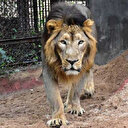 Hindistan'daki 8 aslan koronavirüse yakalandı: Uzmanlar inceleme başlattı