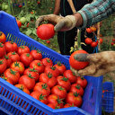 Domatesin zam şampiyonu olması üreticiyi isyan ettirdi: Kim kazanıyor bilemiyoruz!