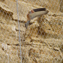 Silivri'de kuşları öldüren 'çelik ağ': İBB kuşlara hapishane yaptı