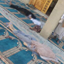 Afganistan'da cuma namazında patlama: 12 ölü