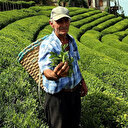 ÇAYKUR beyaz çayın kilogramını 600 liradan alacak